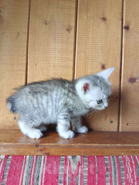 Кошки в Москве: Продам котенка порода курильский бобтейл  Мальчик, 4 000 руб. - фото 8