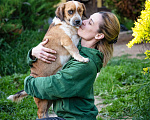 Собаки в Волоколамске: Коротколапик в добрые руки Мальчик, Бесплатно - фото 4