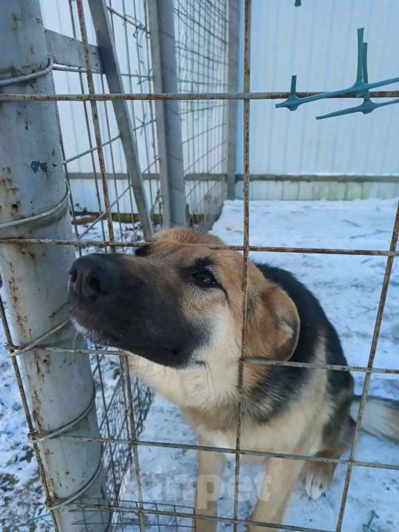 Собаки в других городах Московской области: Немецкая овчарка, щенок Мальчик, Бесплатно - фото 1