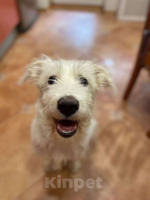 Собаки в Москве: Белый щенок ирландского терьера в добрые руки Мальчик, Бесплатно - фото 4