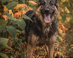 Собаки в Москве: Балу собака из приюта ищет дом Мальчик, Бесплатно - фото 6