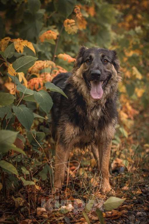 Собаки в Москве: Балу собака из приюта ищет дом Мальчик, Бесплатно - фото 6