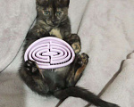 Кошки в Одинцово: Спасите бедолагу котеночка Девочка, Бесплатно - фото 1