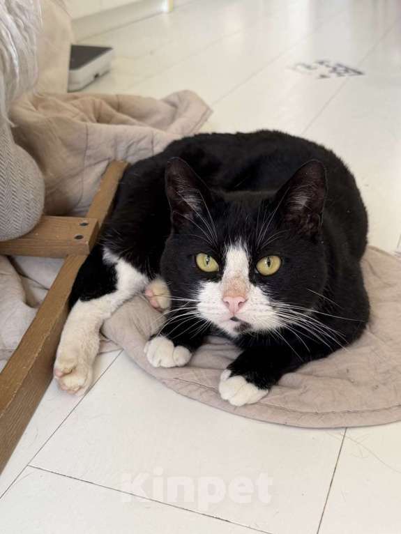 Кошки в Москве: Альпинист- кот оптимиста Мальчик, Бесплатно - фото 5