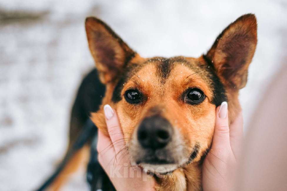 Собаки в Москве: Уникальный Шурик ищет дом Мальчик, Бесплатно - фото 1