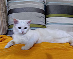 Кошки в Ливны: Ангорский котик, 1 500 руб. - фото 5