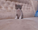 Кошки в Шахунье: Котенок в добрые руки, 1 руб. - фото 1