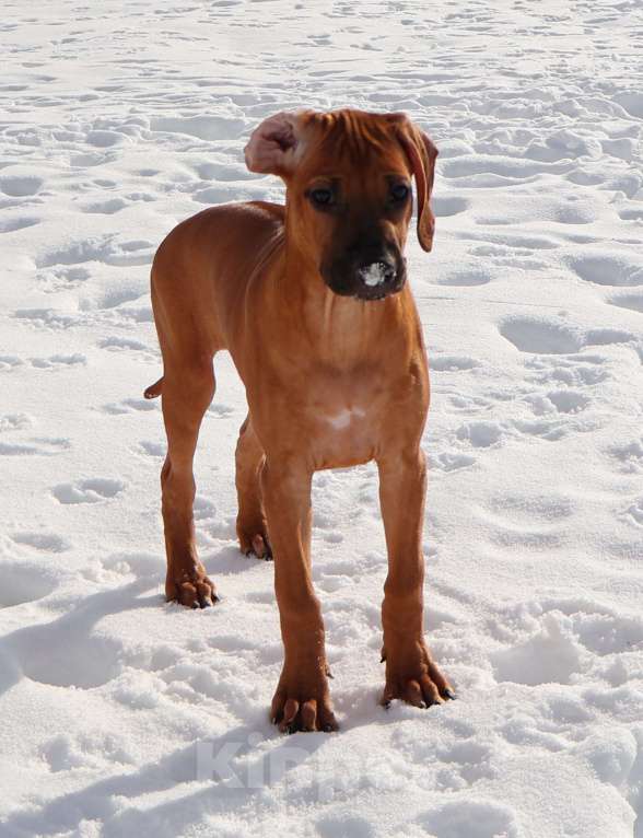Собаки в Москве: Девочка Родезийского Риджбека Девочка, Бесплатно - фото 3