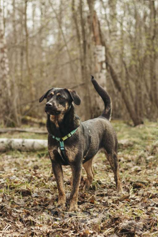 Собаки в Москве: Щенок в добрые руки Мальчик, Бесплатно - фото 5