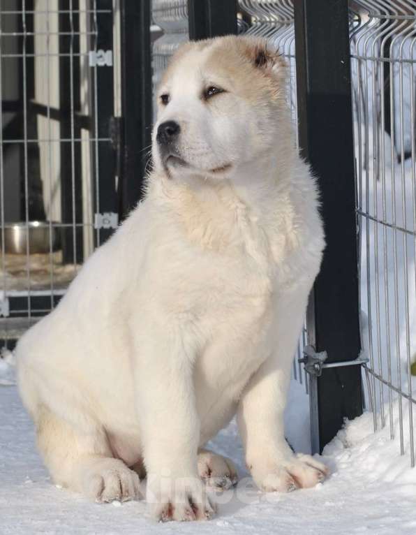 Собаки в Архангельске: Щенок девочка Алабай Девочка, 40 000 руб. - фото 1