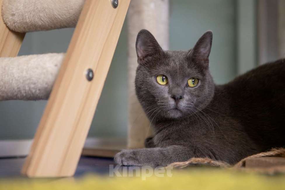 Кошки в Москве: Тео Мальчик, Бесплатно - фото 5