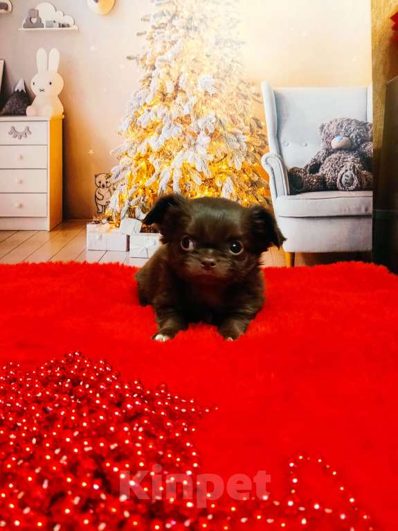 Собаки в Санкт-Петербурге: Шоколадный мальчик  Мальчик, 70 000 руб. - фото 2