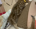 Кошки в других городах Московской области: Бенгальская Кошечка Браун, носитель снега Девочка, 100 000 руб. - фото 8
