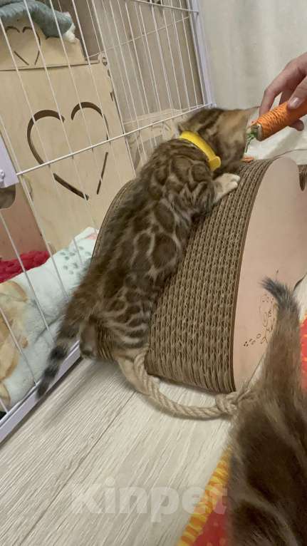 Кошки в других городах Московской области: Бенгальская Кошечка Браун, носитель снега Девочка, 100 000 руб. - фото 8