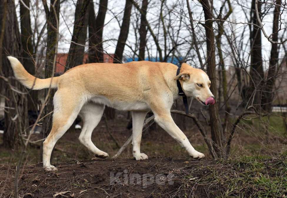 Собаки в Ростове-на-Дону: Пропала собака: метис хаски Девочка, 10 000 руб. - фото 2