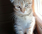 Кошки в Одинцово: Котята в добрые руки Девочка, 1 руб. - фото 5
