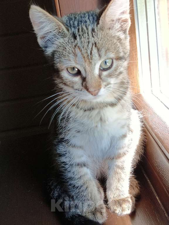 Кошки в Одинцово: Котята в добрые руки Девочка, 1 руб. - фото 5