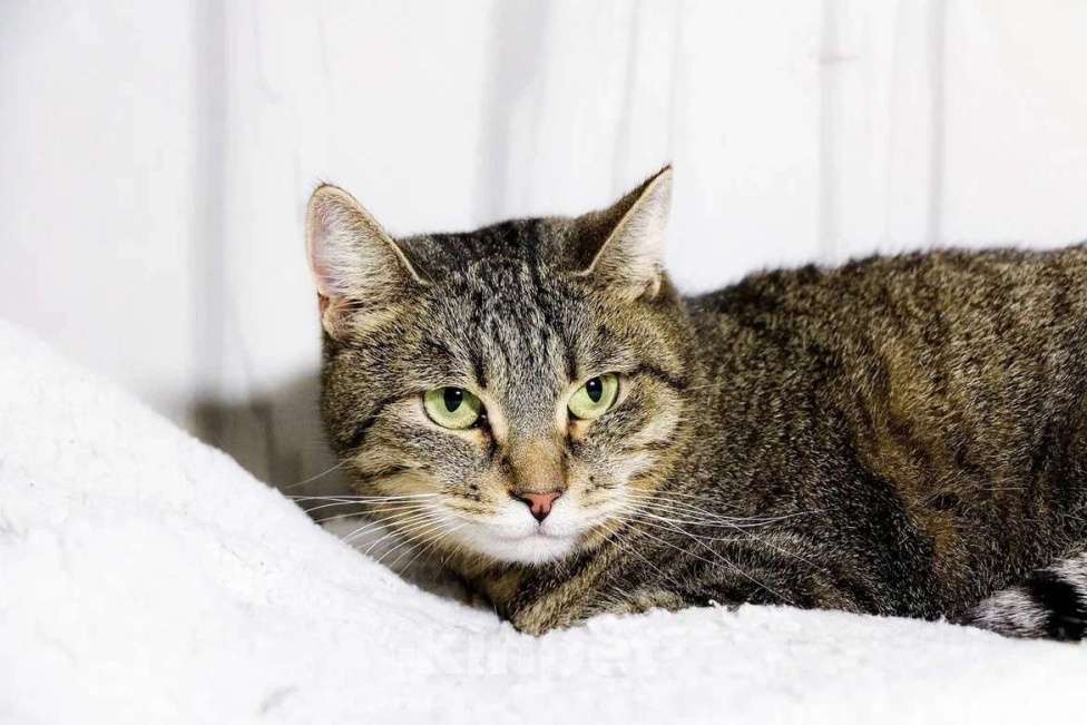 Кошки в Красноармейске: Кошечка Милка ищет дом! Девочка, Бесплатно - фото 2