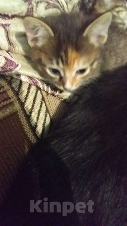 Кошки в Иркутске: Ласковые пушистики Мальчик, Бесплатно - фото 2