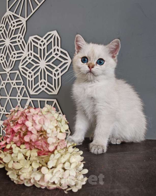Кошки в Москве: Шотландская кошечка с голубыми глазами Девочка, 75 000 руб. - фото 9