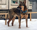 Собаки в Москве: Молодой пес Кирил,  верный, добрый друг в добрые руки Мальчик, 10 руб. - фото 6