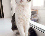Кошки в Нижнем Новгороде: Спокойный котенок в добрые руки Мальчик, 1 руб. - фото 2