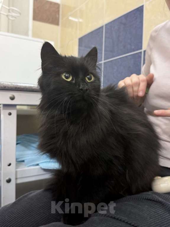 Кошки в других городах Ленинградской области: Найдена черная кошечка Девочка, Бесплатно - фото 3