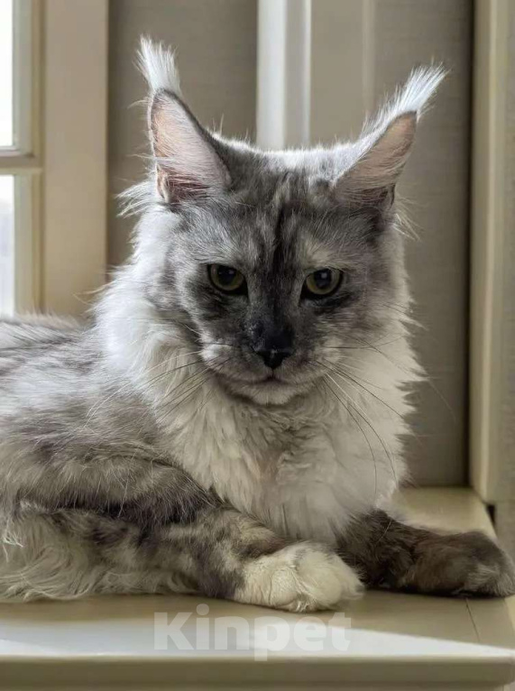 Кошки в Москве: ДЕВЧУШКА НА ВЫДАНЬЕ ИЗ ПИТОМНИКА Девочка, 30 000 руб. - фото 2