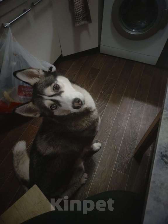 Собаки в Санкт-Петербурге: Девочка в добрые руки Девочка, Бесплатно - фото 2