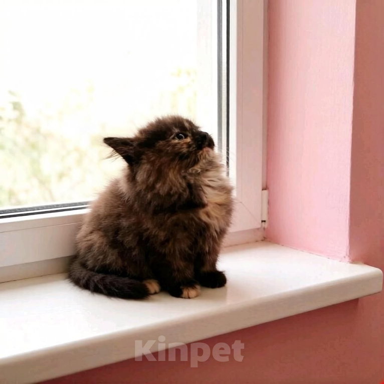 Кошки в Москве: очень красивый котенок девочка Девочка, Бесплатно - фото 1