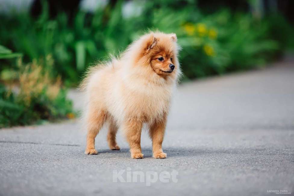 Собаки в Москве: Щенки  шпица (малого) Мальчик, 60 000 руб. - фото 2