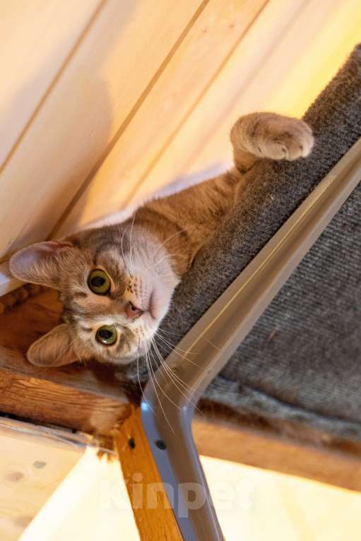 Кошки в Москве: Лапочка ищет дом! Девочка, Бесплатно - фото 8