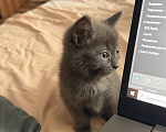 Кошки в Химках: Котёнок Уголёк Мальчик, 1 руб. - фото 3