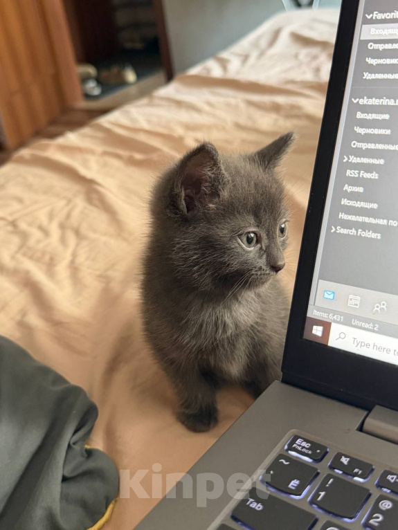 Кошки в Химках: Котёнок Уголёк Мальчик, 1 руб. - фото 3