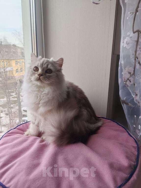 Кошки в Северодвинске: Британская кошка Девочка, 40 000 руб. - фото 5