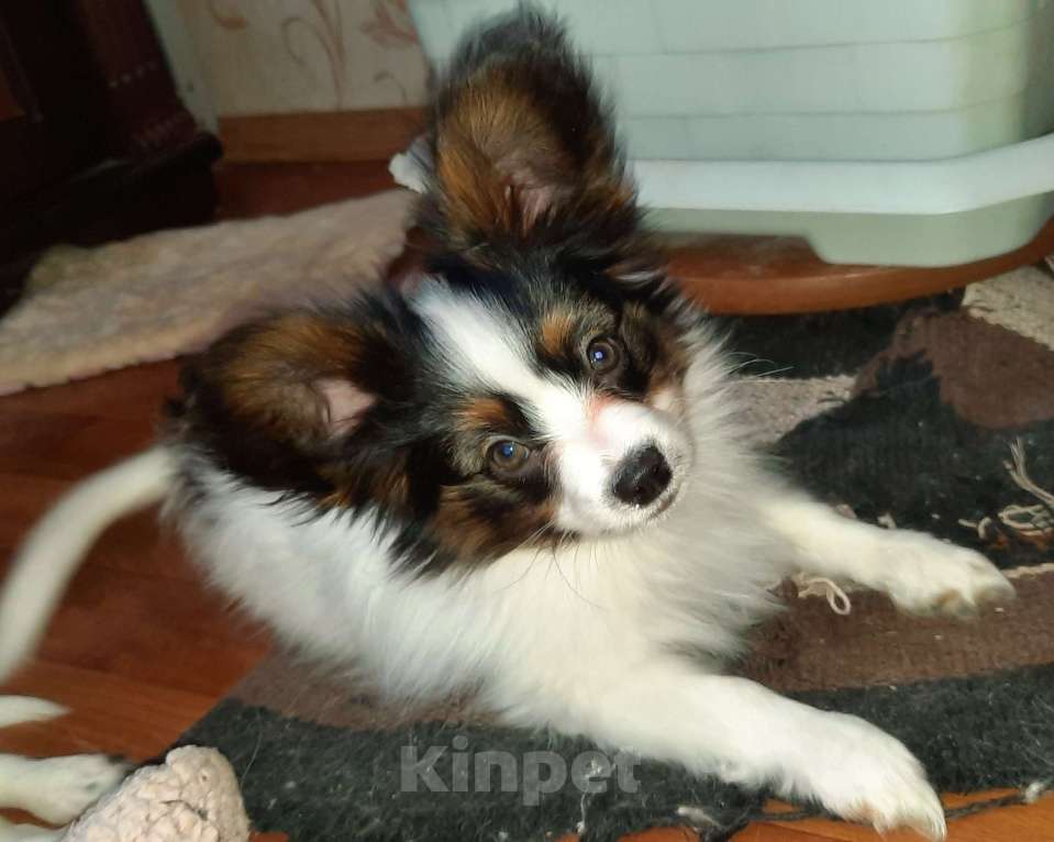 Собаки в Волгодонске: Бенджамин Мальчик, 30 000 руб. - фото 1