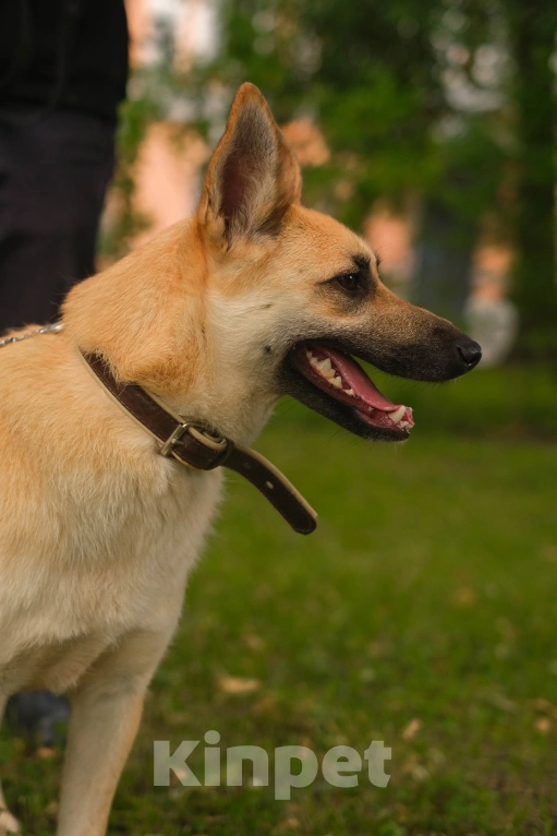 Собаки в Санкт-Петербурге: Собаки из приюта: смышлёная Катрин Девочка, Бесплатно - фото 3