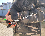 Собаки в Москве: Кайман Мальчик, 50 000 руб. - фото 1