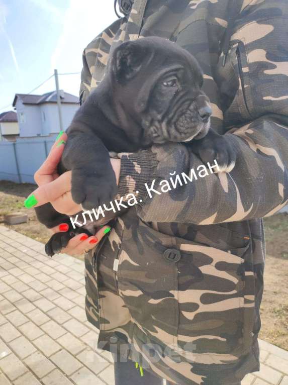 Собаки в Москве: Кайман Мальчик, 50 000 руб. - фото 1