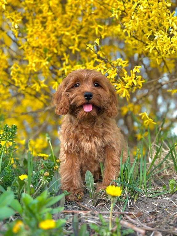 Собаки в Калининграде: Кокапу девочка  Девочка, 95 000 руб. - фото 8