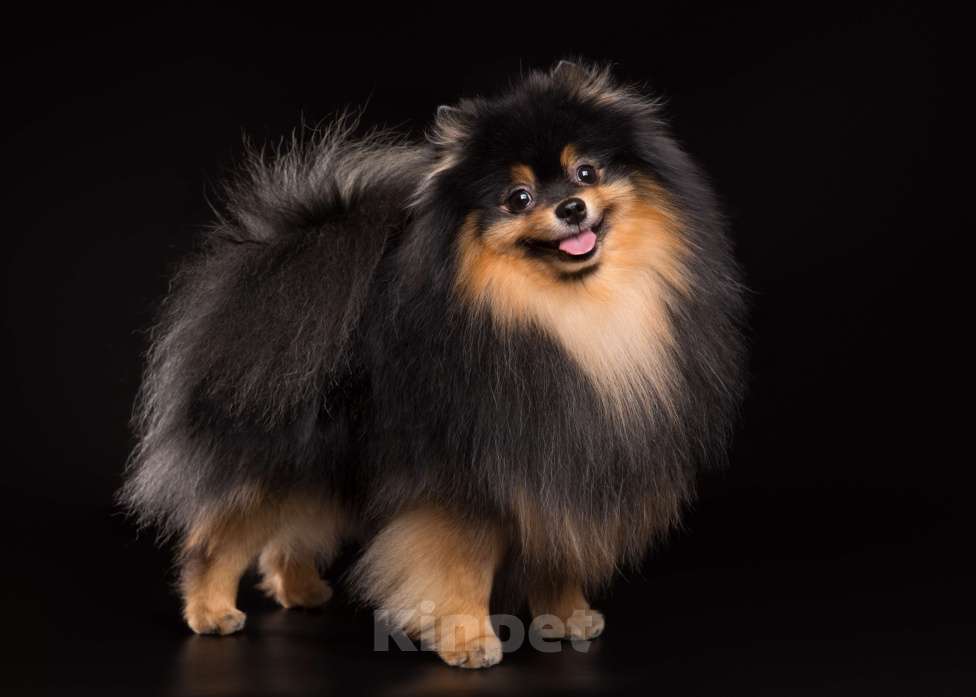 Собаки в Нижнем Новгороде: Немецкий малый шпиц, вязка Мальчик, Бесплатно - фото 3