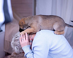 Собаки в Ногинске: Шанель - щенок в поиске дома Девочка, Бесплатно - фото 6