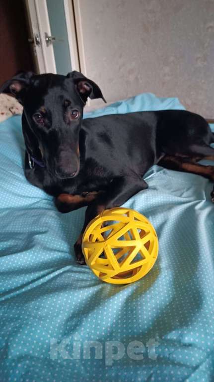 Собаки в Москве: Собака в добрые руки! Девочка, Бесплатно - фото 7