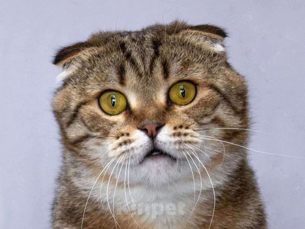 Кошки в Москве: Благородный добряк — кот Сигизмундий Мальчик, Бесплатно - фото 1