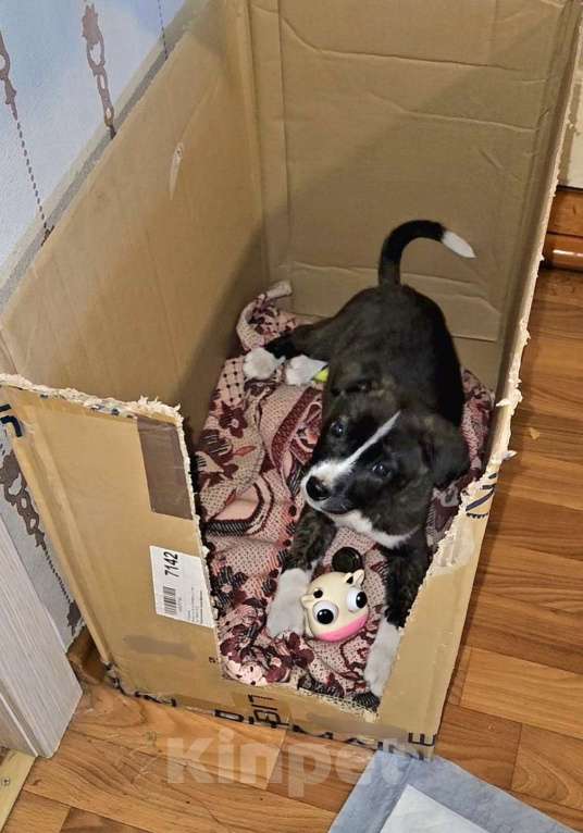 Собаки в Липецке: Прекрасная тигровая девочка ищет дом! Девочка, Бесплатно - фото 3