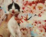 Кошки в Самаре: Котята в добрые руки Девочка, Бесплатно - фото 1