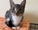 Кошки в Москве: Котенок-подросток Колбаска ищет дом Девочка, Бесплатно - фото 1