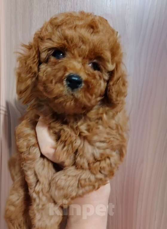 Собаки в Воронеже: Девочка той пуделя Девочка, Бесплатно - фото 2