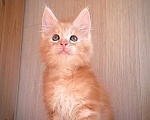 Кошки в Чкаловске: Мейн-кун мальчик Мальчик, 20 000 руб. - фото 2