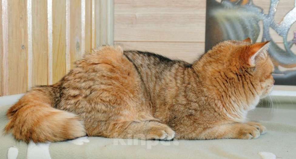 Кошки в Рыбинске: Британский золотой зеленоглазый мальчик 6 мес Мальчик, 20 000 руб. - фото 2